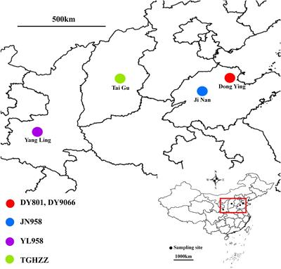 Neutral Processes Provide an Insight Into the Structure and Function of Gut Microbiota in the Cotton Bollworm